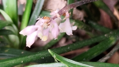 Liriope spicata