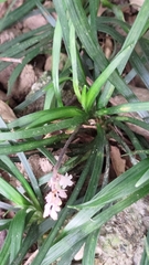 Liriope spicata