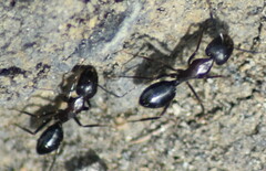 Camponotus sylvaticus