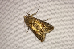 Argyrogramma verruca