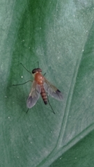 Orthorrhapha