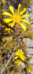 Cullumia setosa