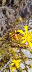 Cullumia setosa