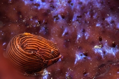 Liparis mucosus