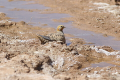 Syrrhaptes paradoxus