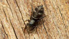 Afraflacilla karinae