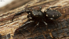 Afraflacilla karinae