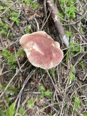 Boletus smithii