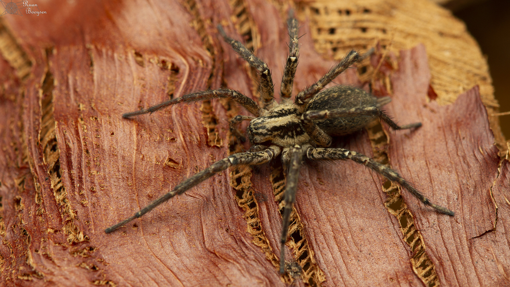 Agelena australis