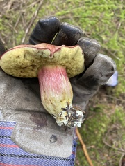 Boletus smithii
