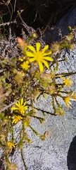 Cullumia setosa