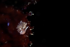 Apata pricei