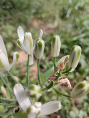 Albuca batteniana