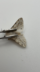 Spilosoma dubia