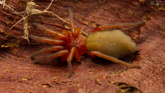 Caponia capensis