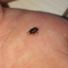 Onthophagus
