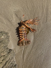 Panulirus interruptus