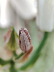 Albuca batteniana