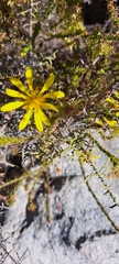 Cullumia setosa