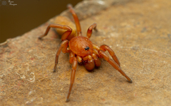 Caponia capensis