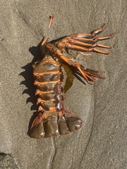 Panulirus interruptus