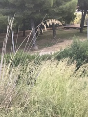 Ampelodesmos mauritanicus