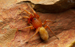Caponia capensis