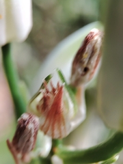 Albuca batteniana