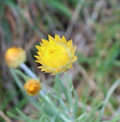 Leucochrysum albicans