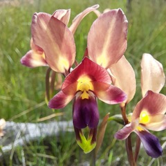 Diuris amplissima