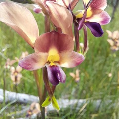 Diuris amplissima