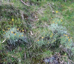Leucochrysum albicans