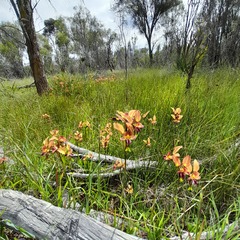 Diuris amplissima