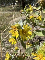 Grindelia
