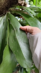 Microsorum punctatum