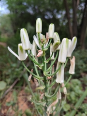 Albuca batteniana