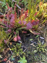 Sarraceniaceae