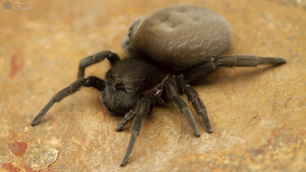 Ground Velvet Spiders