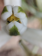 Albuca batteniana