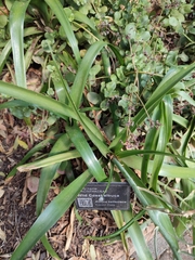 Albuca batteniana
