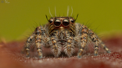 Hyllus
