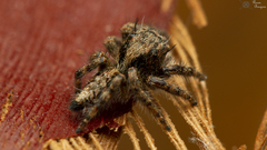 Hyllus