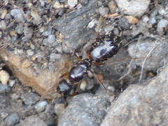 Camponotus barbaricus