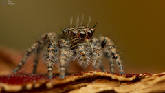 Hyllus