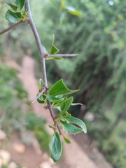 Dovyalis caffra