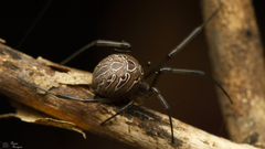 Latrodectus