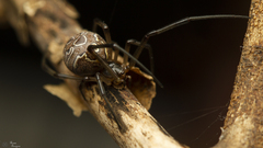 Latrodectus