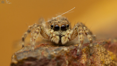 Menemerus transvaalicus