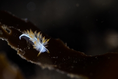 Coryphella trilineata