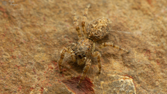 Menemerus transvaalicus